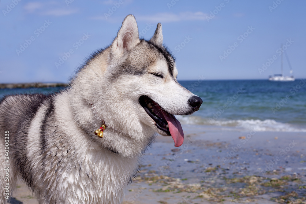 Dog on the beach. Siberian husky enjoying sunny day near the sea. Dog on the beach. Siberian husky enjoying sunny day near the sea.
