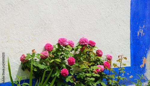 Rose bush near the typical Portuguese rural house (white wall and blue line). © Elena Dijour