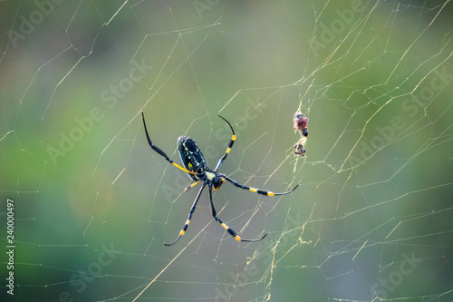 The golden orb web spider in its net