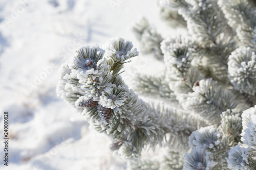 Pine covered with frost © am13photo