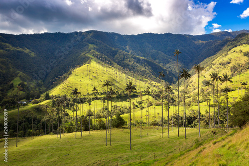Wax palm trees in the Cocora Valley ,Colombia photo