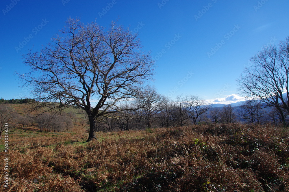 arbres et forêt du fenouillèdes arbres et forêt du fenouillèdes