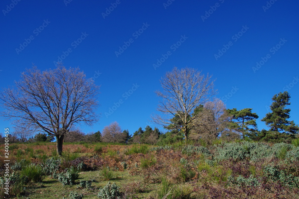arbres et forêt de Boucheville du fenouillèdes arbres et forêt de Boucheville du fenouillèdes