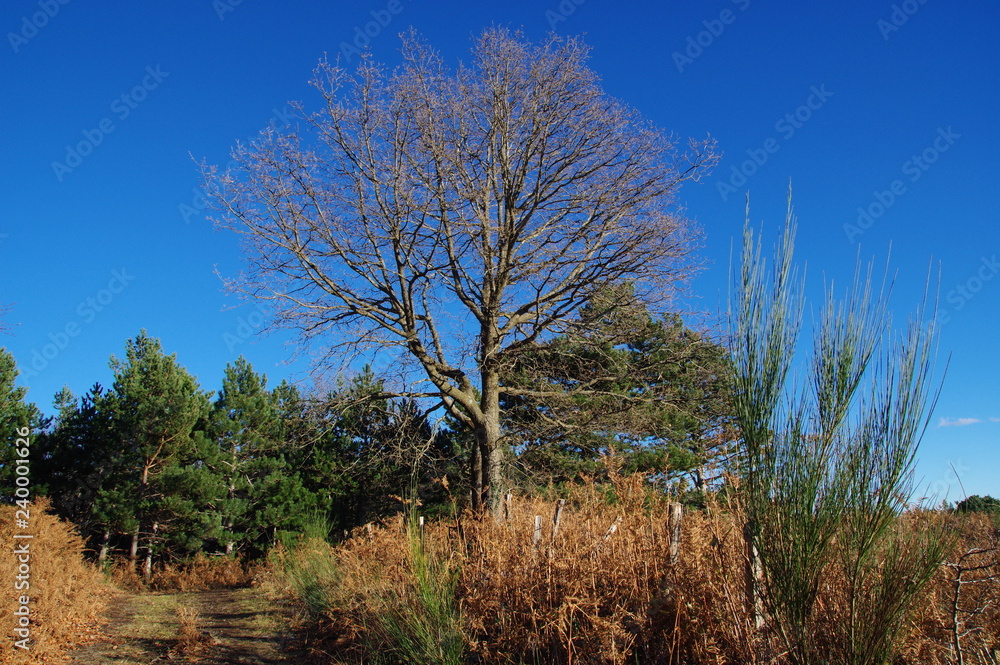 arbres et forêt du fenouillèdes arbres et forêt du fenouillèdes