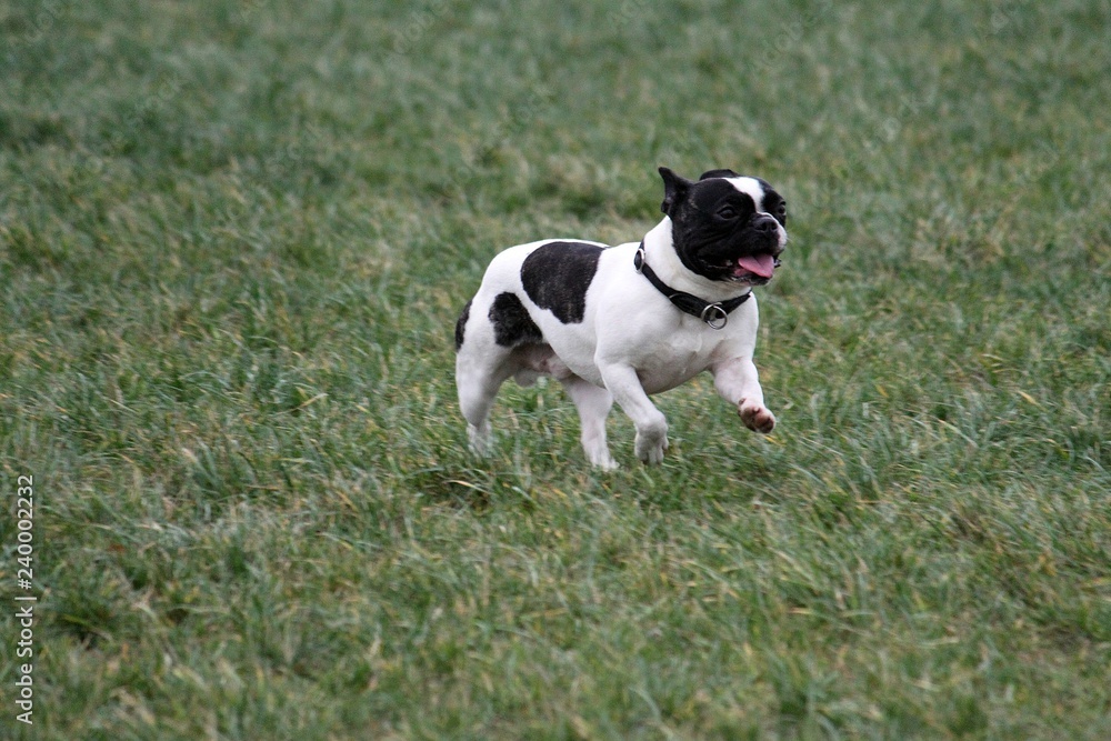 beautiful small french bulldog is running on a field with high grass