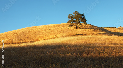 Konstfotografi Lone Oak Tree on Golden California Hillside at Sunset