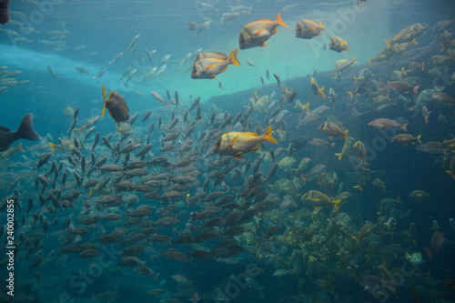 Nassau, Bahamas - MAY 2, 2018: Marine Habitat aquarium in the Atlantis Paradise Island resort, located in the Bahamas