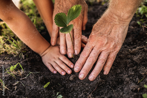 Fotografija Old man and child tamping ground around plant