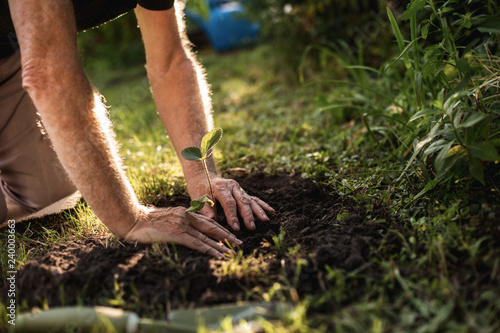 Foto Hands of elderly horticulturist working in backyard