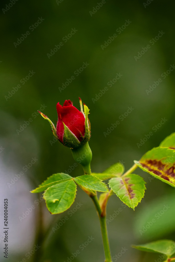 Fototapeta premium Flowers
