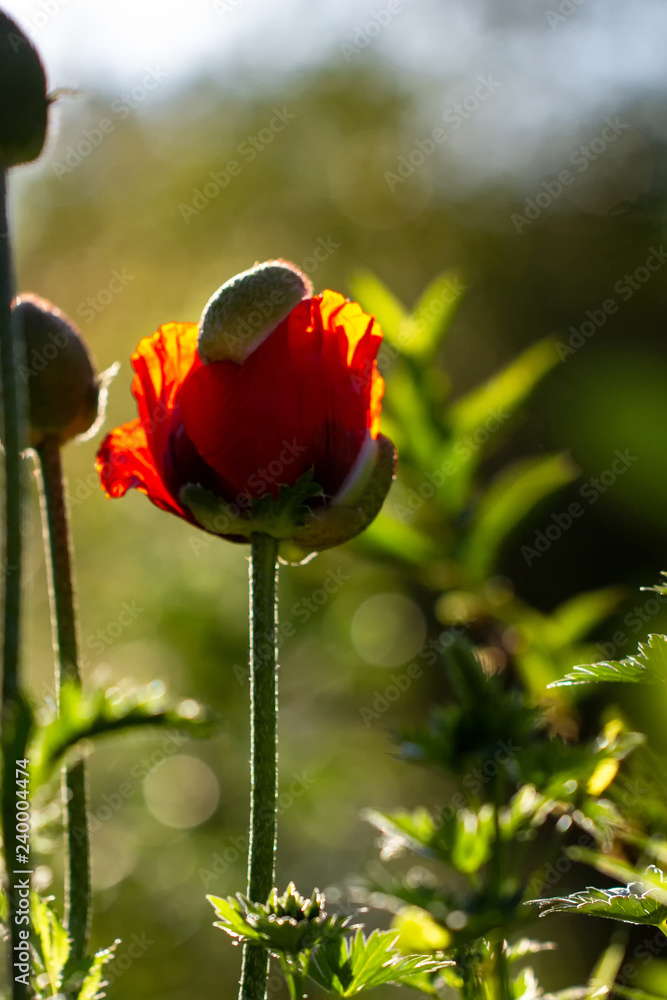 Obraz premium Flowers