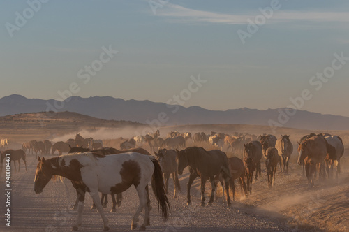 Herd of Wild Horses in the Utah Desert