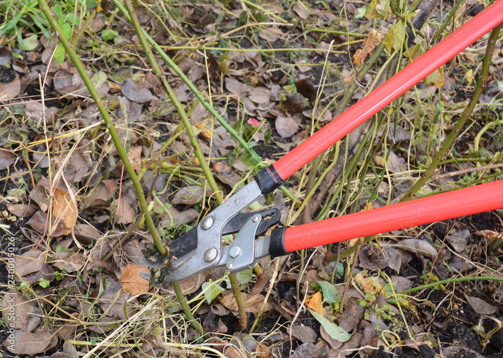 Gardener with garden pruning scissors pruning roses in autumn Gardener with garden pruning scissors pruning roses in autumn