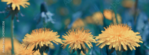 spring background yellow dandelion flower in green grass