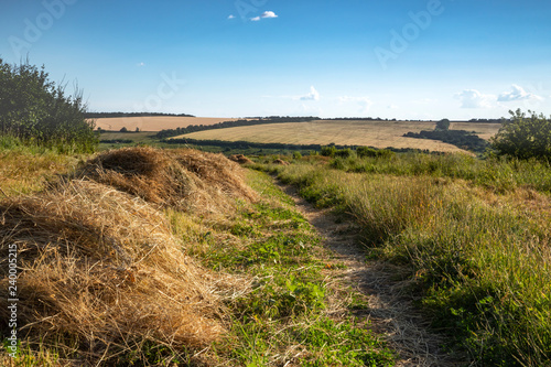 Mown dry grass on the side of a country road. The end of the summer. Haymaking.