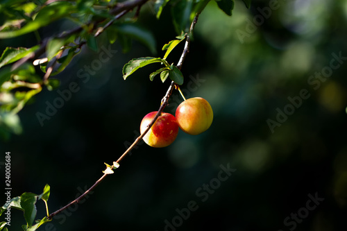 Wallpaper Mural Flowers Torontodigital.ca