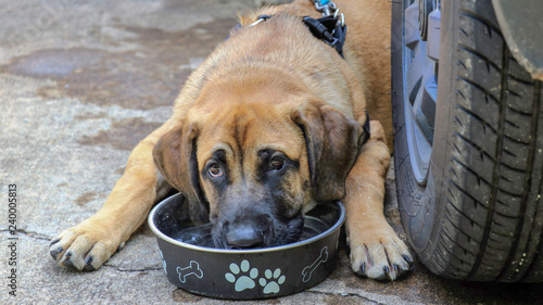 a hot dog rests its head in a water bowl