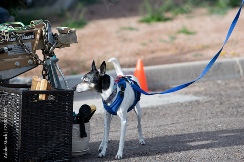 Sticker Rat Terrier checking an area for odor during a scent work game