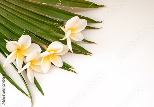 Tropic plumeria flowers and palm leaves close-up