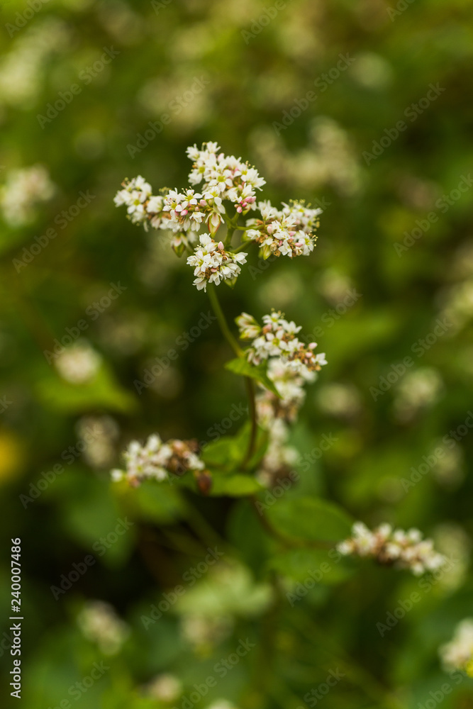 Field of buckwheat on a background of a stormy sky. Buckwheat, Fagopyrum esculentum, Japanese buckwheat and silverhull buckwheat blooming on the field. Close-up flowers of buckwheat Field of buckwheat on a background of a stormy sky. Buckwheat, Fagopyrum esculentum, Japanese buckwheat and silverhull buckwheat blooming on the field. Close-up flowers of buckwheat