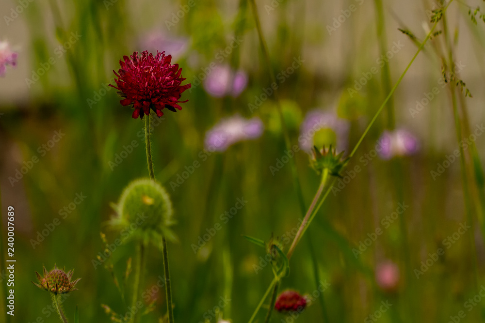 Flowers Flowers