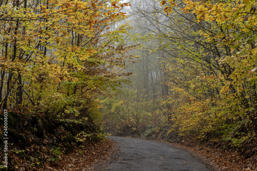 a narrow forest path in a mist between trees and shrubs with colored leaves in autumn