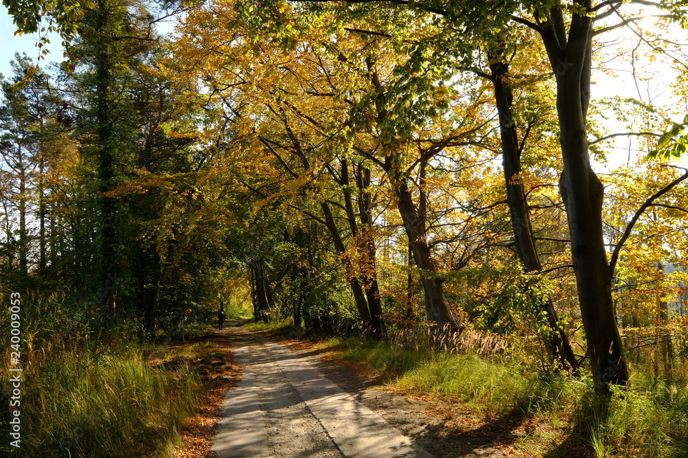 Obraz premium Landschaft im Nationalpark Vorpommersche Boddenlandschaft zwischen Müggenburg bei Zingst, Osterwald und Sundischer Wiese, Mecklenburg Vorpommern, Deutschland
