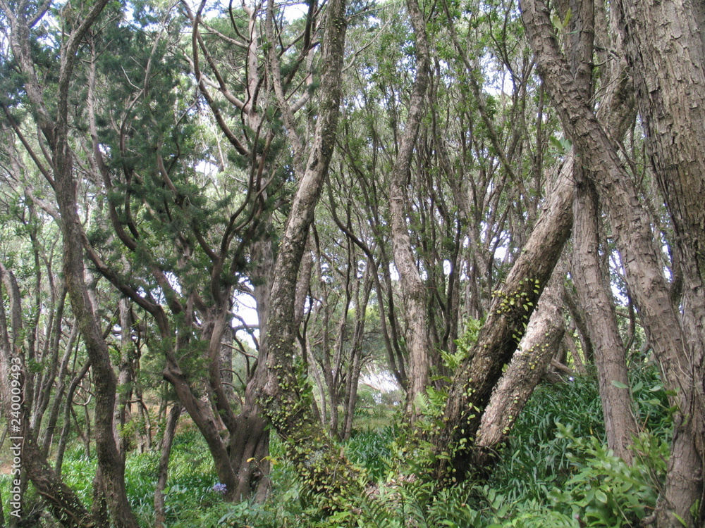 Fototapeta premium Wellington. Nature in New Zealand