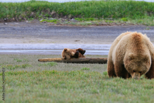 Bear mother with youngsters in katmai © Carl-Erik