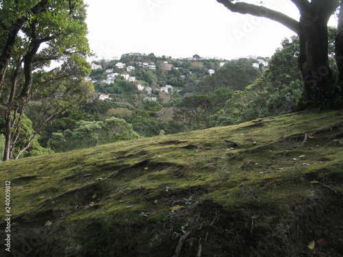 Wellington. Nature in New Zealand photo