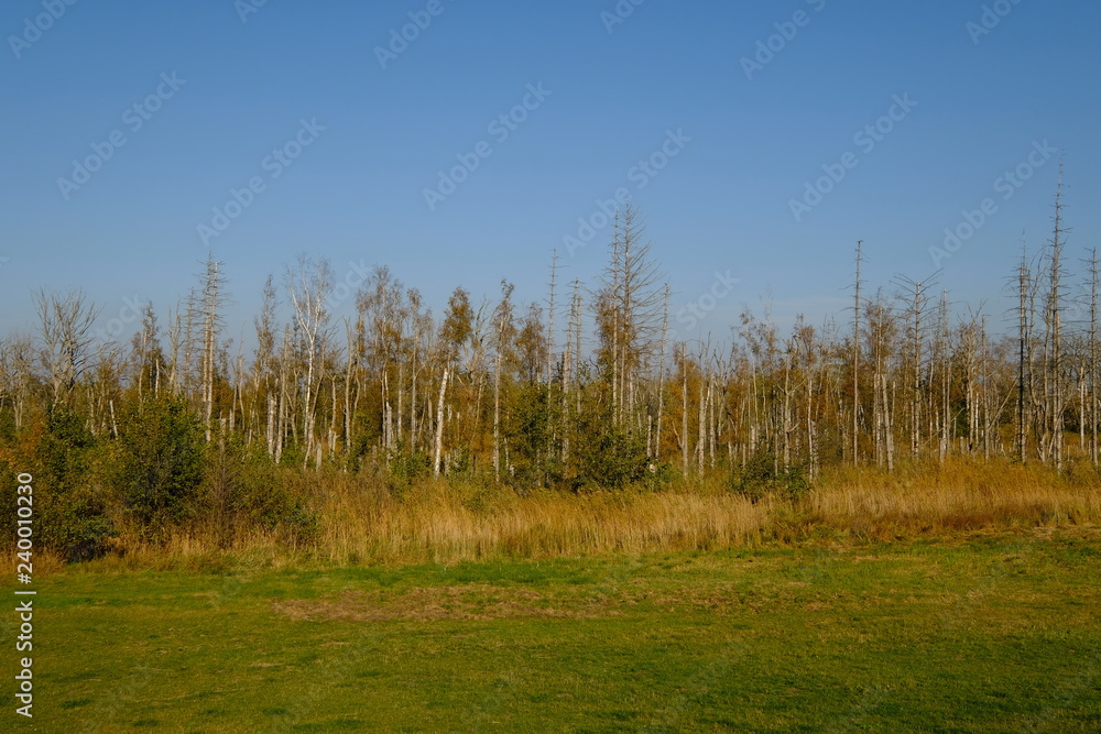 Landschaft im Nationalpark Vorpommersche Boddenlandschaft zwischen Müggenburg bei Zingst, Osterwald und Sundischer Wiese, Mecklenburg Vorpommern, Deutschland Landschaft im Nationalpark Vorpommersche Boddenlandschaft zwischen Müggenburg bei Zingst, Osterwald und Sundischer Wiese, Mecklenburg Vorpommern, Deutschland