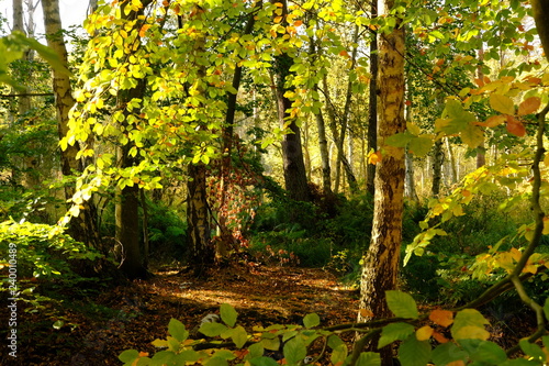 Darßer Weststrand, Nationalpark Vorpommersche Boddenlandschaft, Mecklenburg Vorpommern, Deutschland photo