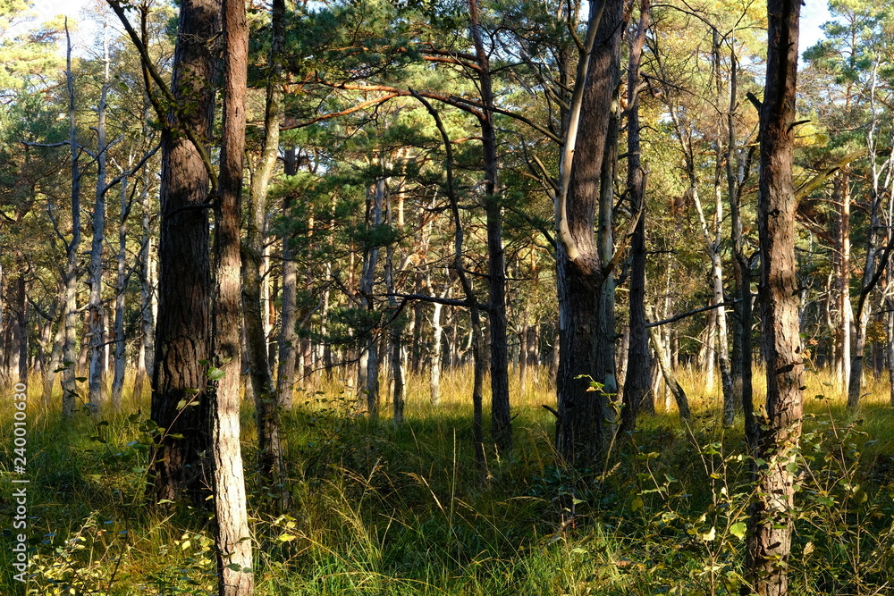 Obraz premium Darßer Weststrand, Nationalpark Vorpommersche Boddenlandschaft, Mecklenburg Vorpommern, Deutschland