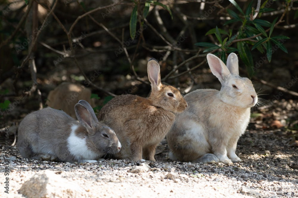 Fototapeta premium 野生のウサギ -うさぎの楽園 大久野島-