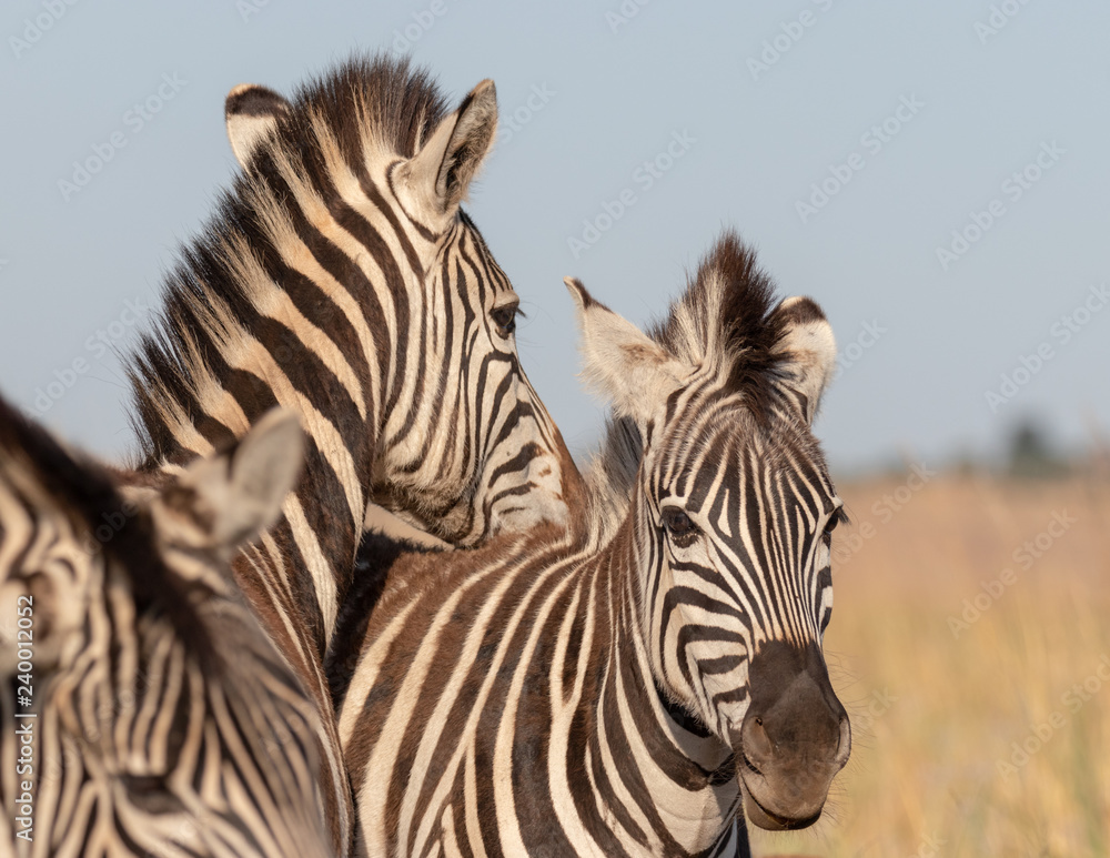 Fototapeta premium Tender loving zebras