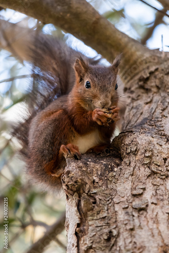 Petit écureuil roux dans un arbre © PicsArt