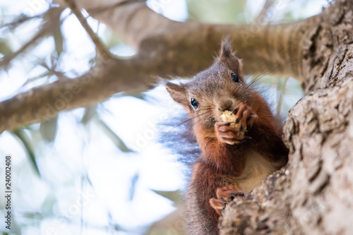 Petit écureuil roux dans un arbre © PicsArt