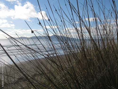 Beach in Wellington  New Zealand. Oceania