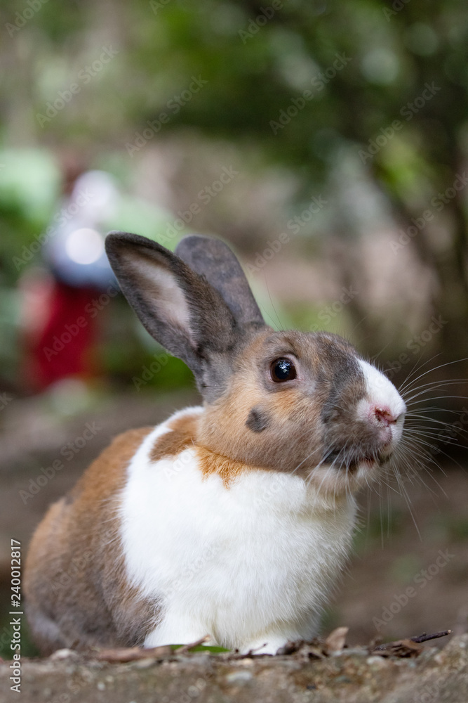 Fototapeta premium 野生のウサギ -うさぎの楽園 大久野島-