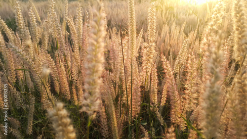 Countryside landscape under warm colorful sky at sunset on the dry field