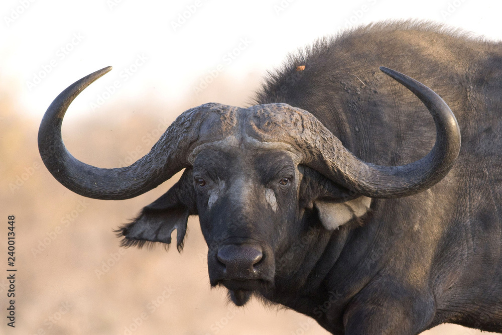 Obraz premium African Buffalo