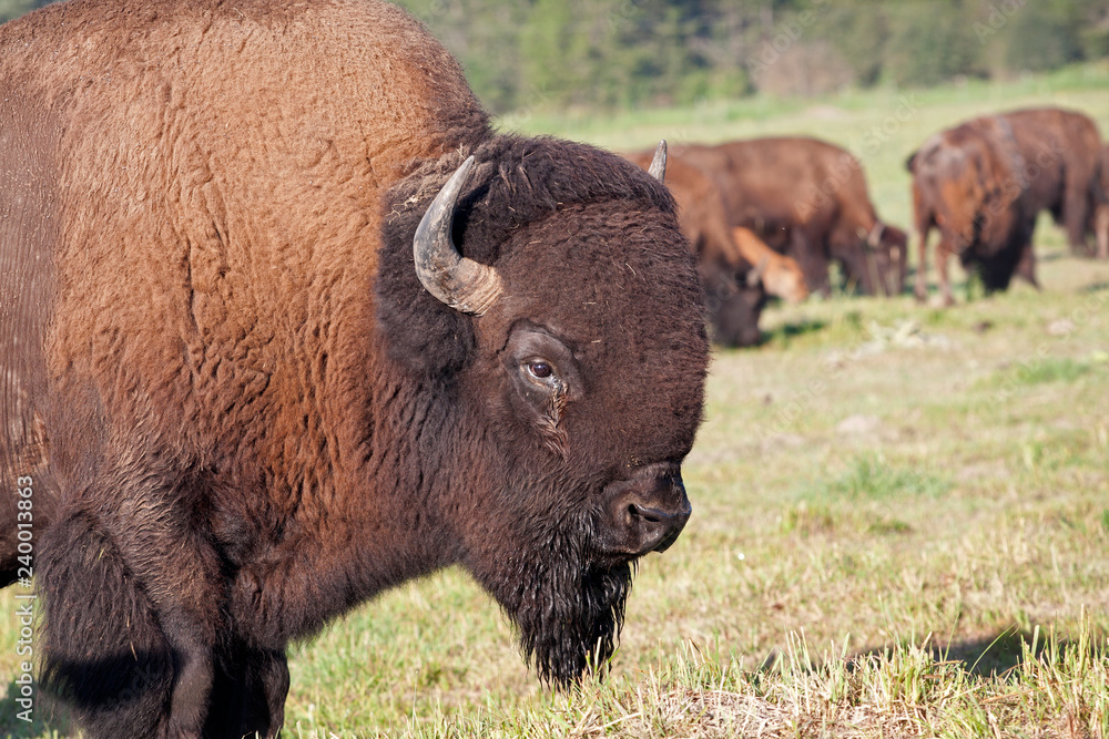 Portrait of an American Bison, bull