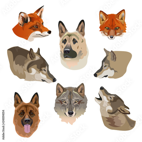 Portraits of wolves, foxes and dogs