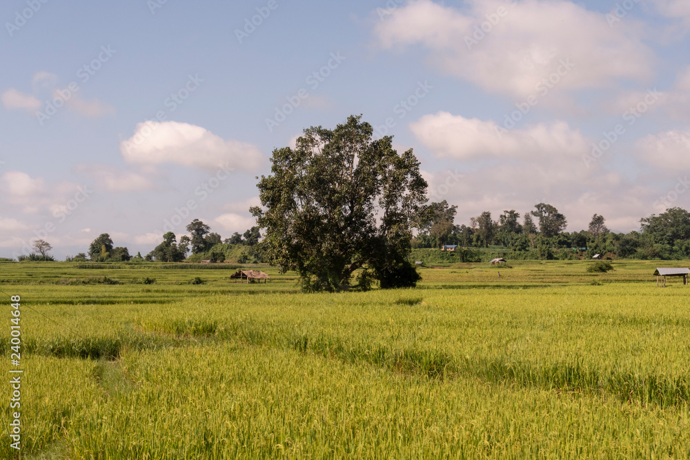 Campos de arroz en las montañas birmanas. Myanmar
