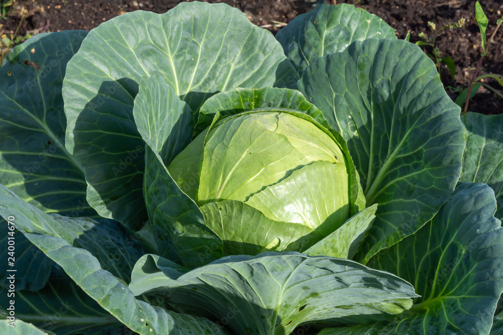 Fototapeta premium Cabbage grows in the garden