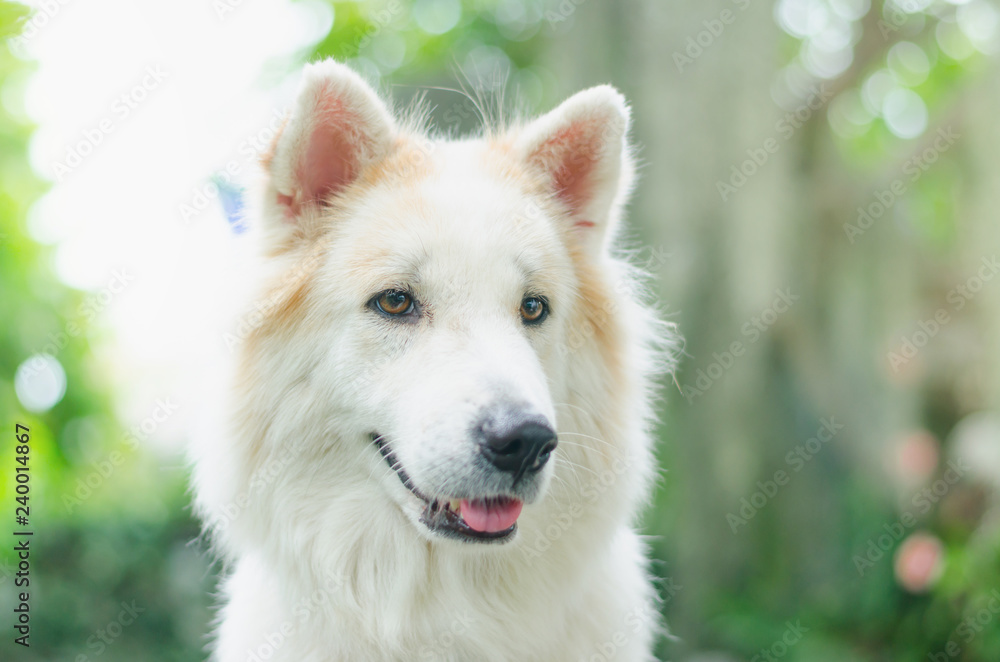 Thai bangkaew dog, mixed between wolf and dog,fierce and playful habits.