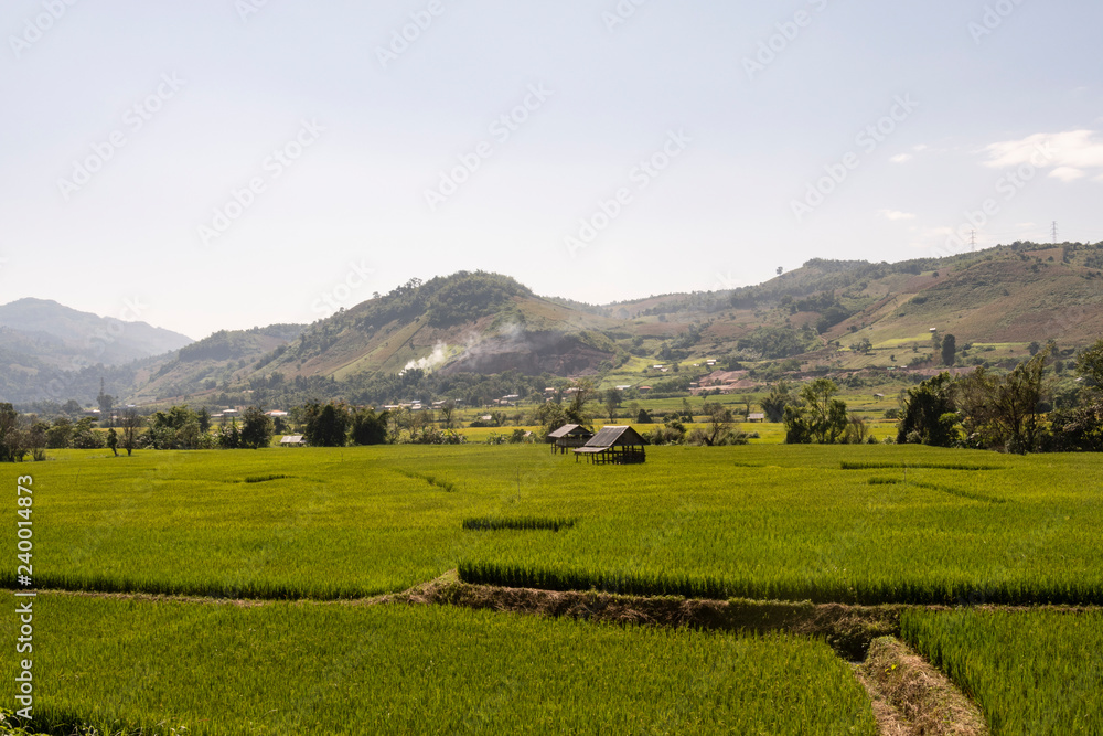 Campos de arroz en las montañas birmanas. Myanmar