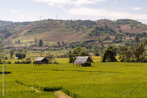 Wallpaper Mural Campos de arroz en las montañas birmanas. Myanmar Torontodigital.ca