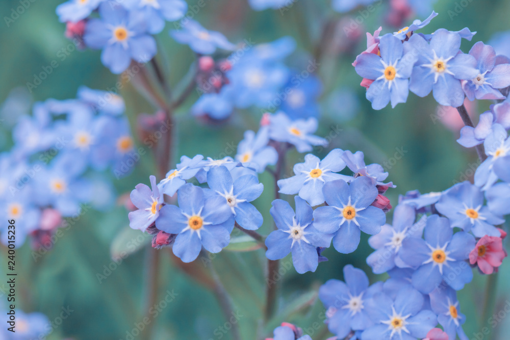 spring background forget-me-not flowers