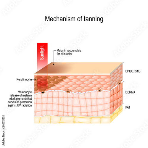 mechanism of tanning. skin pigmentation. Cross-section of the human skin.